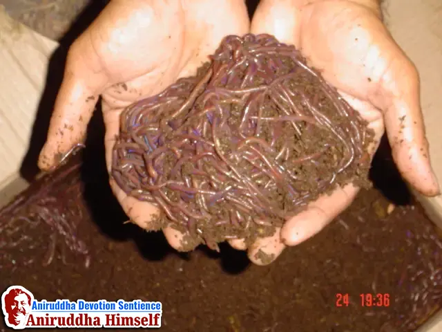 Vermiculture Project under Aniruddha's Academy of Disaster Management