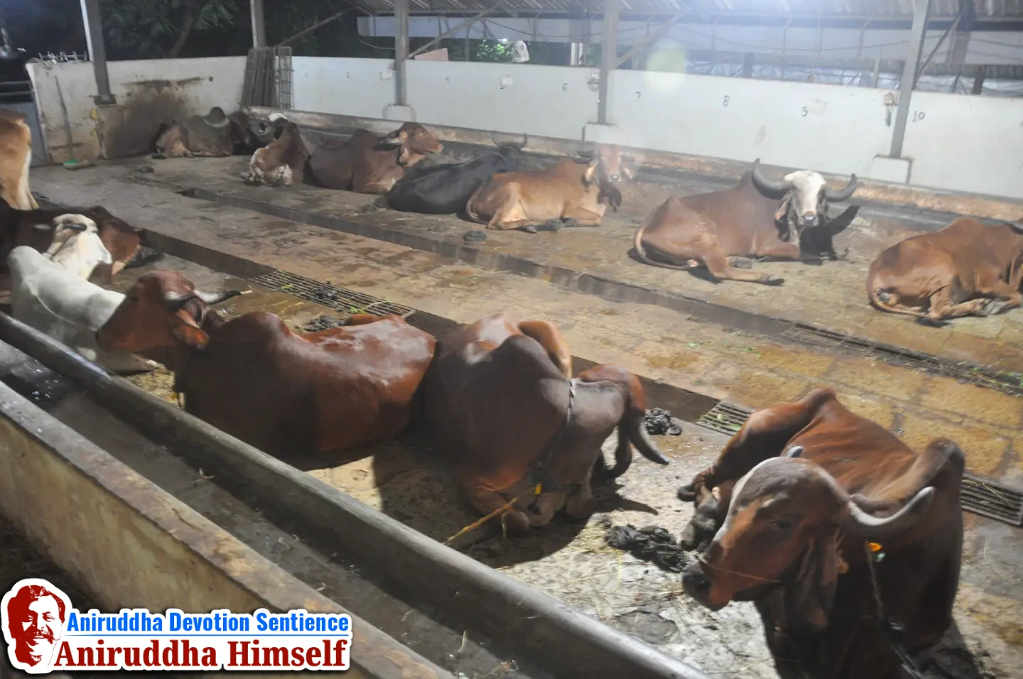 Gau-shala at Shree Govidyapeetham