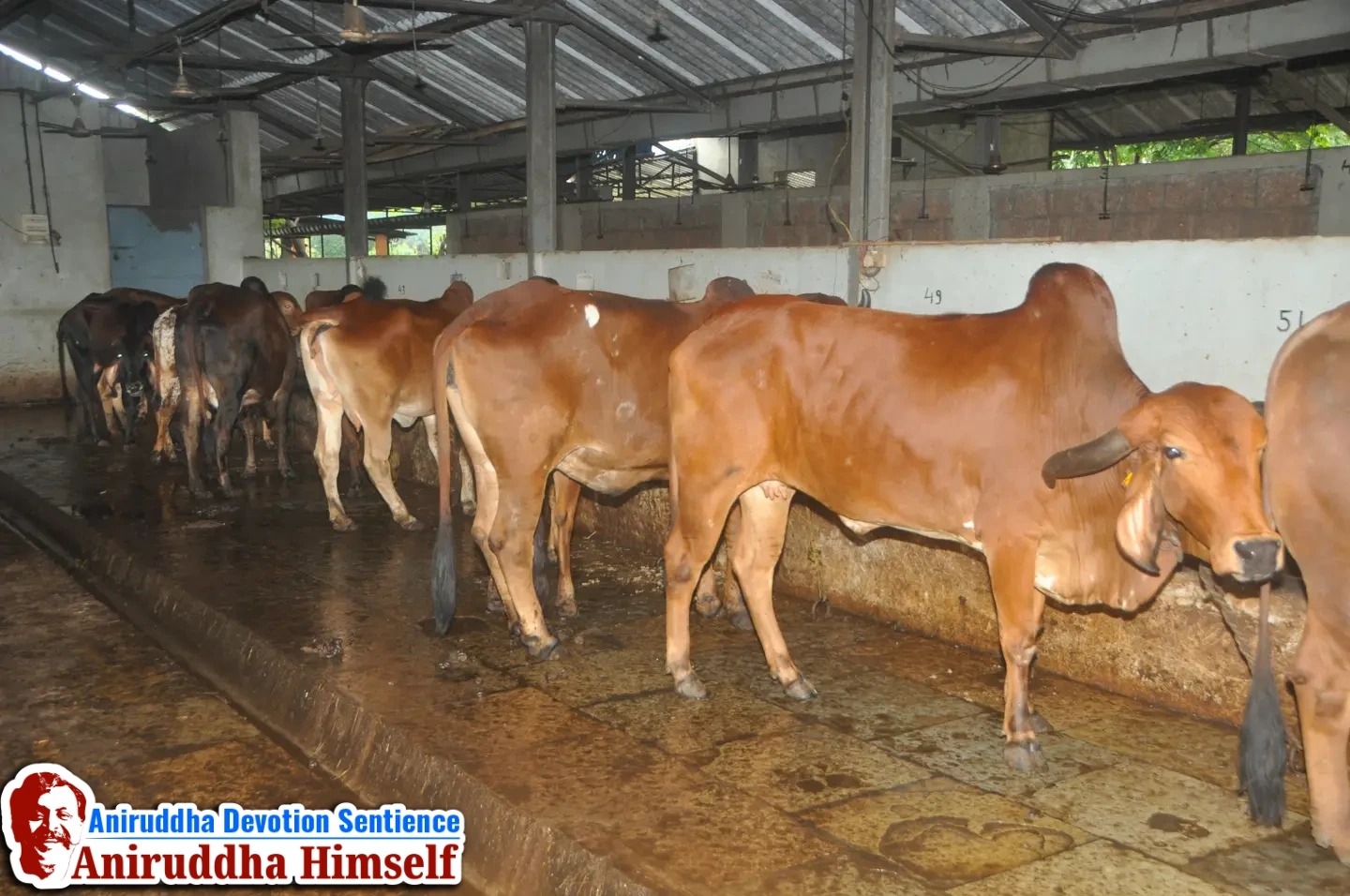 Gau Shala - Cow Shelter at Govidyapeetham