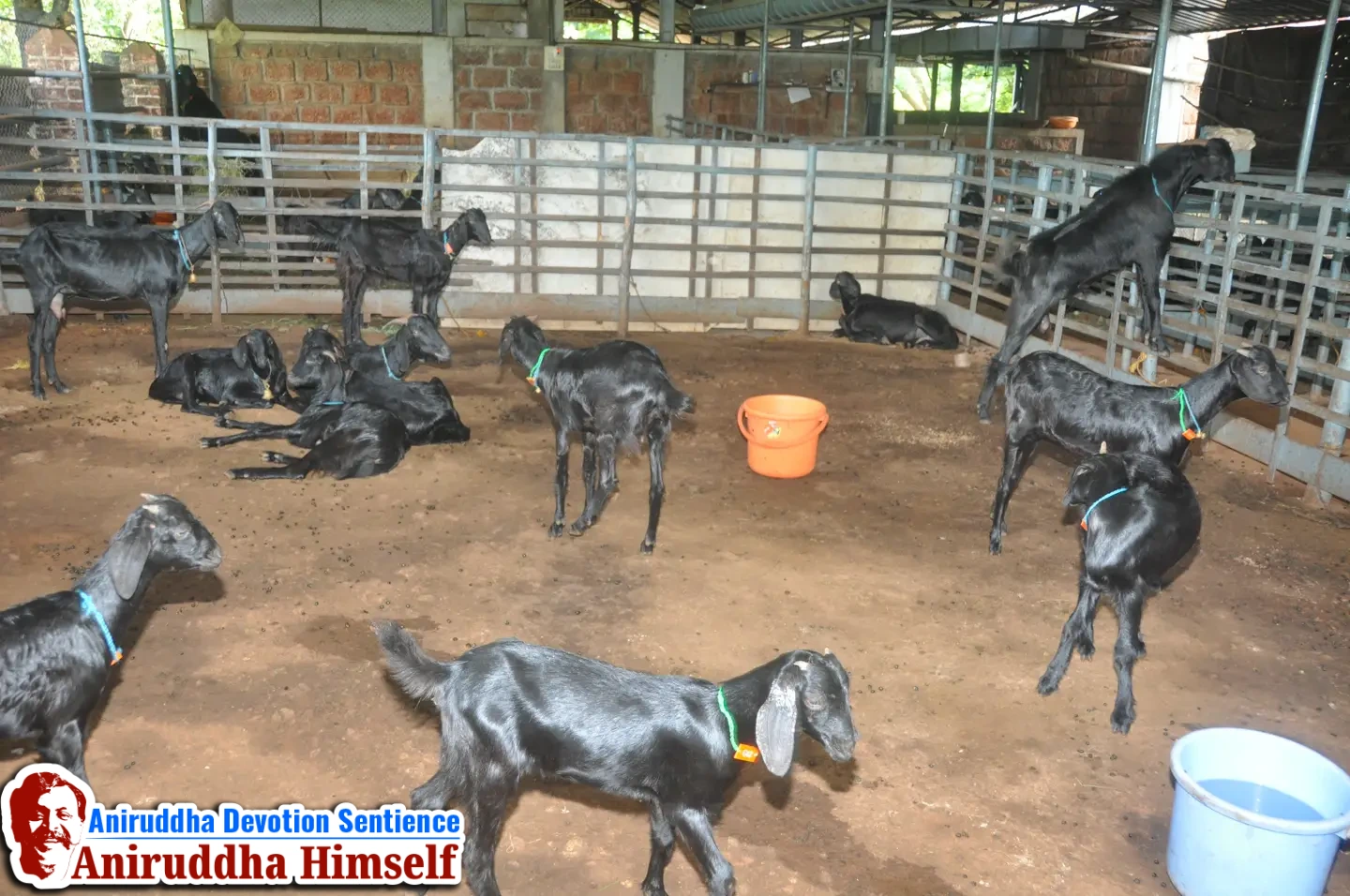 Livestock Management - Goat Rearing at Shree Govidyapeetham