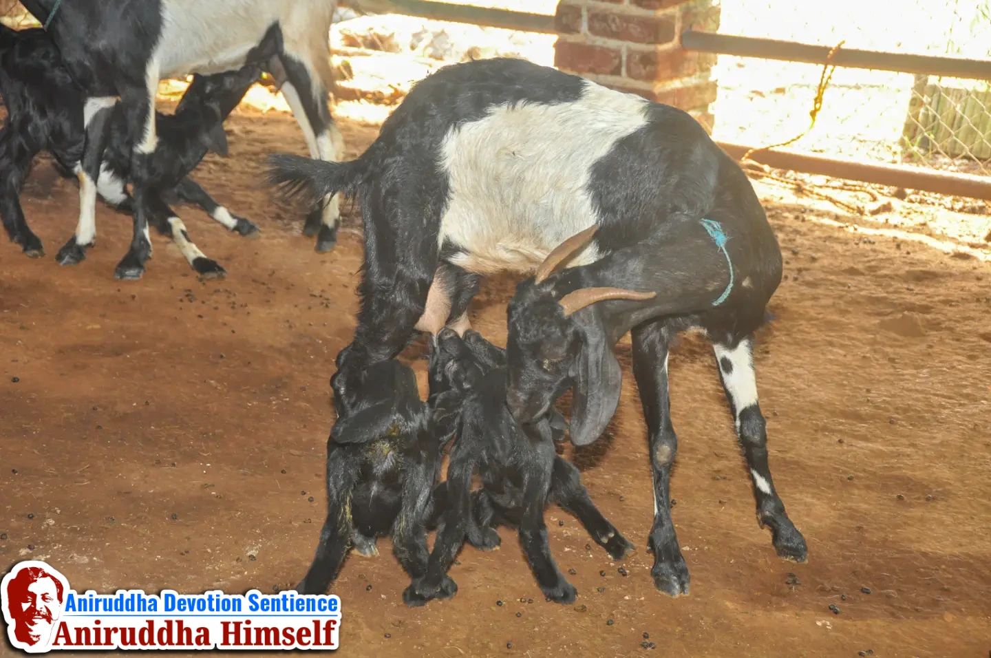 Livestock Management - Goat Rearing at Shree Govidyapeetham
