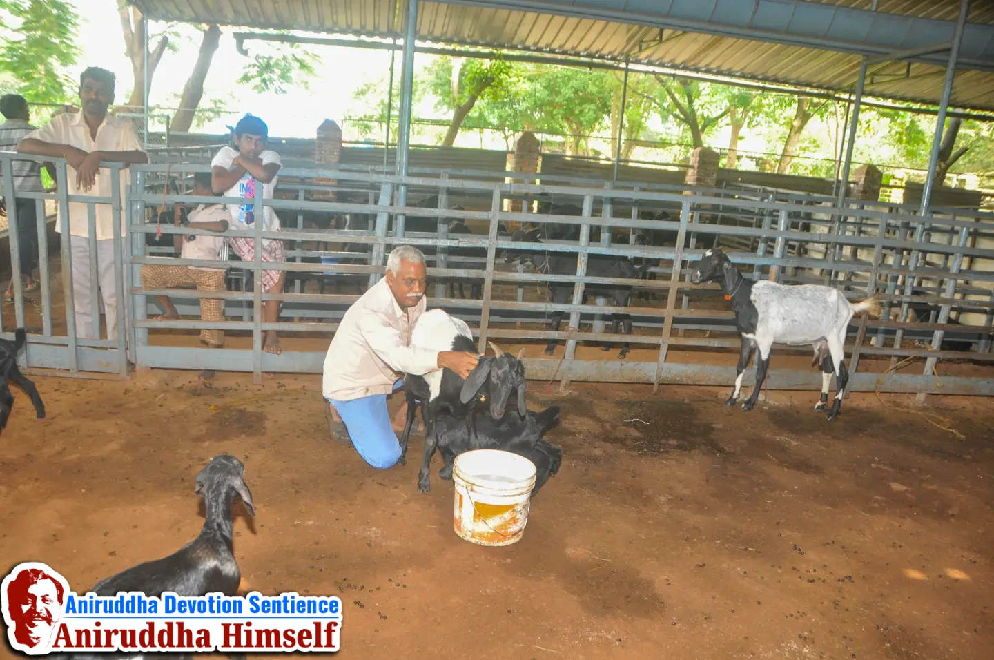 Livestock Management - Goat Rearing at Shree Govidyapeetham
