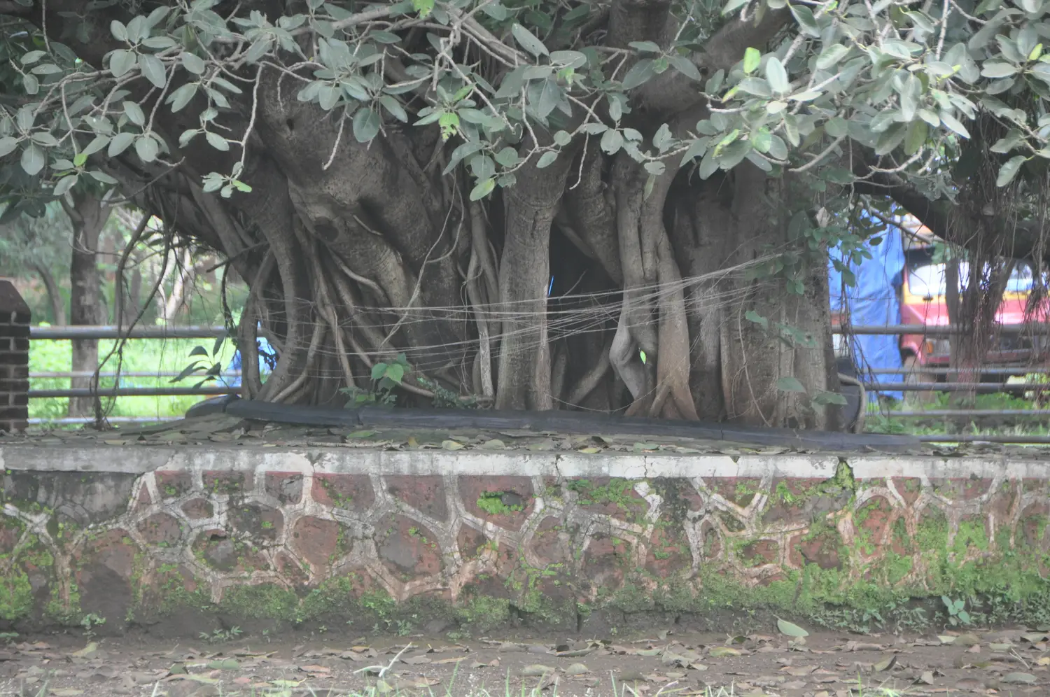 Vata Vruksha at Govidyapeetham